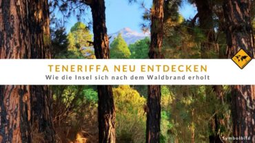 Nach dem Teneriffa Waldbrand 2023: Das grüne Wunder