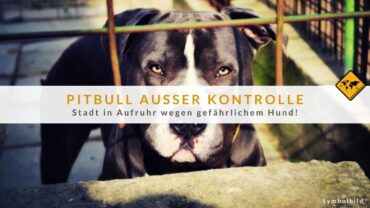 Pitbull-Attacke auf La Palma: Reinigungskraft schwer verletzt!