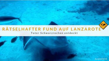Rätselhafter Fund auf Lanzarote: Toter Schwarzrochen entdeckt