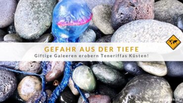 Teneriffa: Giftige Portugiesische Galeeren Süd/Ost gesichtet