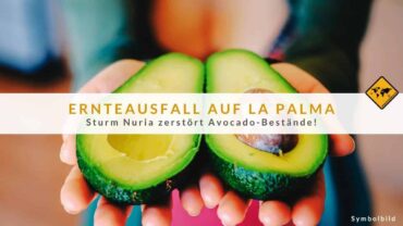 Ernteausfall auf La Palma: Sturm Nuria zerstört Avocado-Bestände!