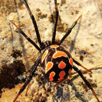 Europäische Schwarze Witwe Latrodectus tredecimguttatus