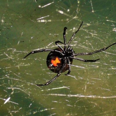 Falsche Schwarze Witwe Steatoda nobilis