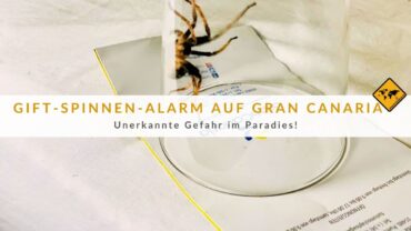 Gran Canaria Spinnen-Alarm: Gefahr für Urlauber!