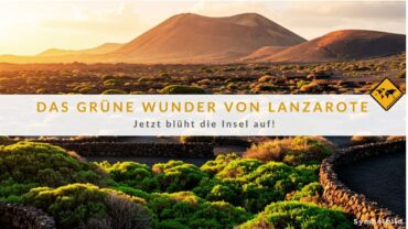 Grünes Lanzarote: Seltenes Phänomen nach Rekordregen! (Video)