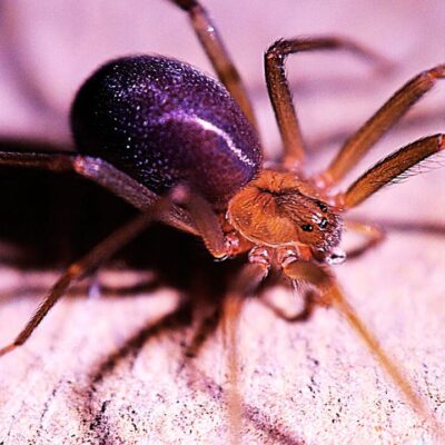 Mediterrane braune Einsiedlerspinne Loxosceles rufescens