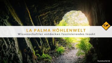 Spektakulär: Neues Insekt in La Palma Höhle entdeckt (Foto!)