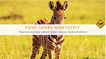 Zebrafohlen Geburt auf Fuerteventura: Nach 5 Jahren Wartezeit