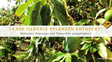 Avocado Plantage auf Teneriffa: 14.000 illegale Pflanzen (Video)