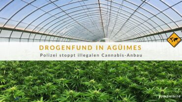 Drogen Gran Canaria: 160 illegale Pflanzen in Agüimes entdeckt!