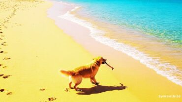 Hunde auf Fuerteventura: Illegale Entsorgung aufgedeckt!