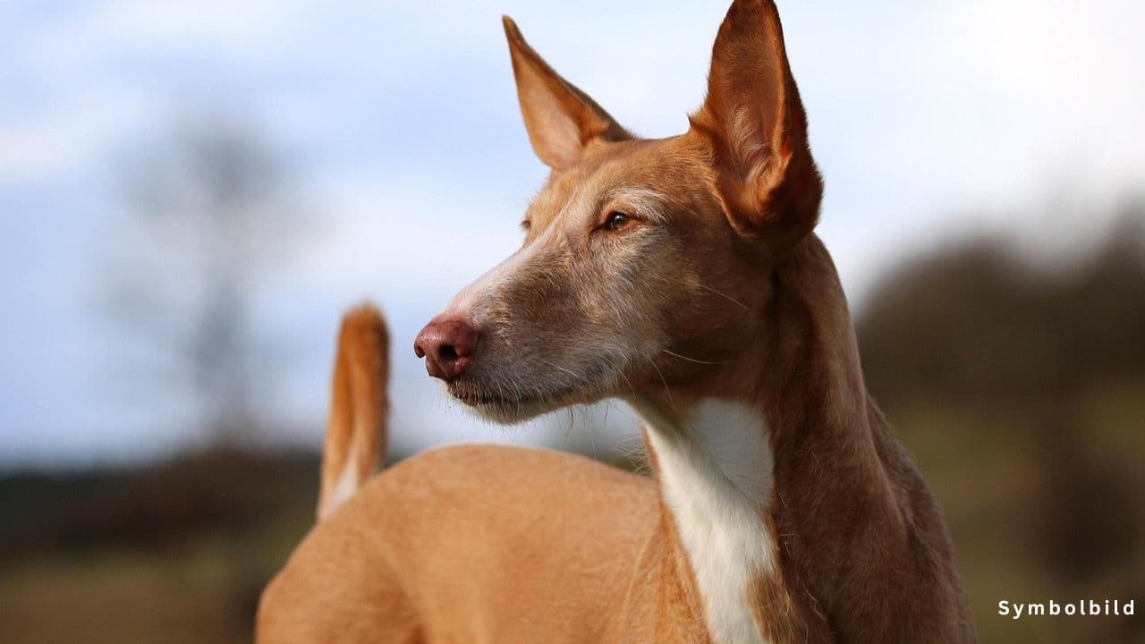 Hunde auf Fuerteventura Jagdhunde wildern in Schutzgebiet BG