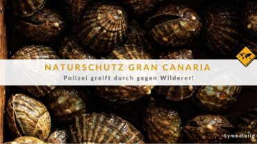 Lapas Gran Canaria: Illegale Fangaktion im Schutzgebiet gestoppt!