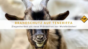 Waldbrände auf Teneriffa: Ziegen als natürliche Brandbekämpfung