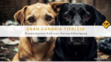 Gran Canaria Tierschutz: Hunde auf Dach sich selbst überlassen