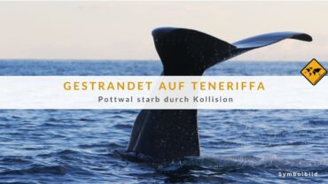 Pottwal Teneriffa – Schockierende Todesursache enthüllt!