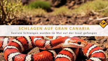 Schlangen auf Gran Canaria: 802 Exemplare im Mai gefangen!