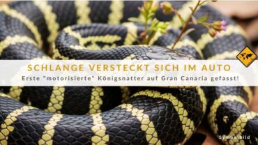 Schlangen auf Gran Canaria: Unerwarteter Passagier im Auto!