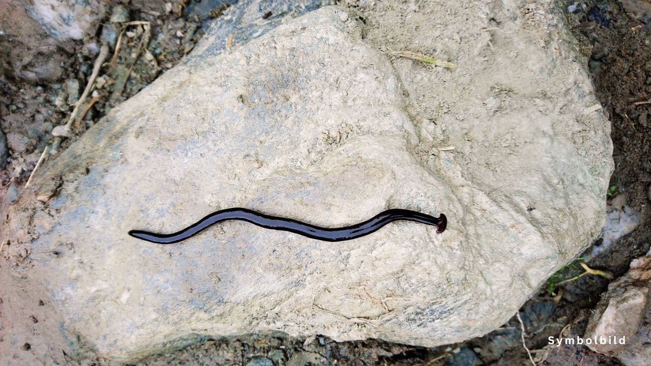 Hammerhaiwurm Alarm auf La Palma Giftiger Wurm entdeckt BG